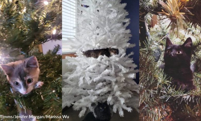 15 pictures of your cats conquering the Christmas tree