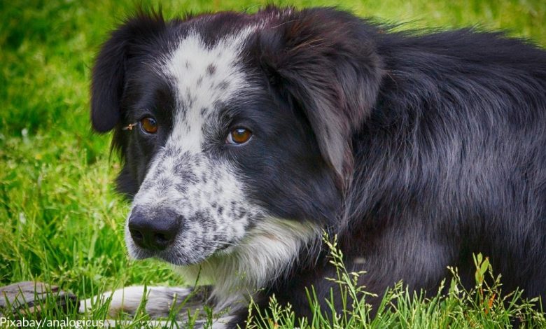 Dog missing for four months reunited with family after being found more than 70 miles away