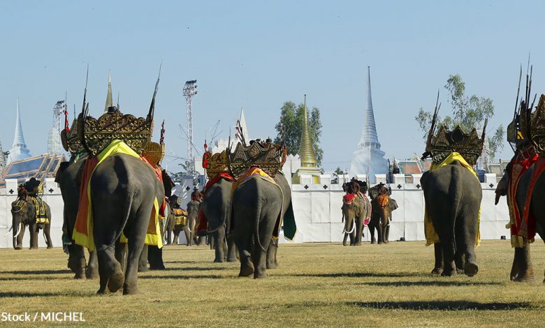 Elephant abuse festival takes place every year in Thailand