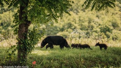Florida man faces multiple charges after killing Mama Bear and Cub in "Crime Act"