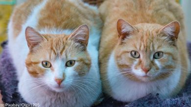 The most popular cat names of 2021