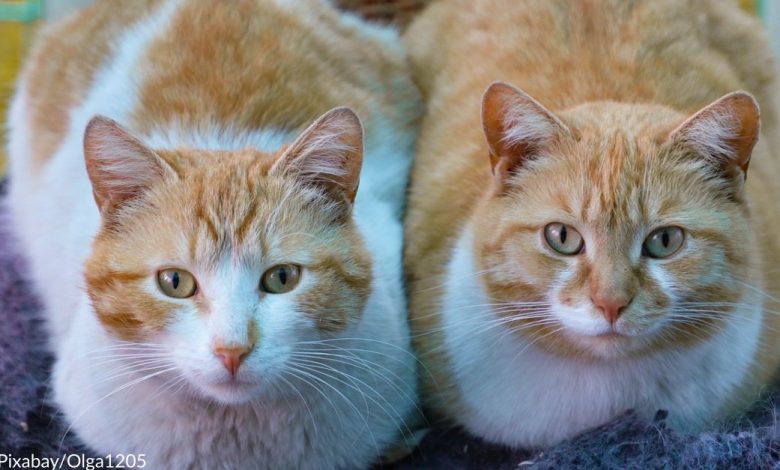 The most popular cat names of 2021