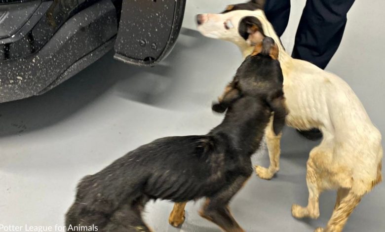 $15K reward given to cruel person who left two emaciated dogs by the roadside