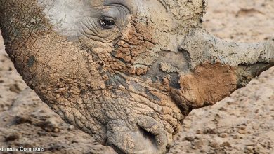 30 white rhinos fly 2,000 miles in largest rhino resettlement mission ever