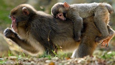 Mother monkey and baby monkey enjoy a second chance together after life at the lab