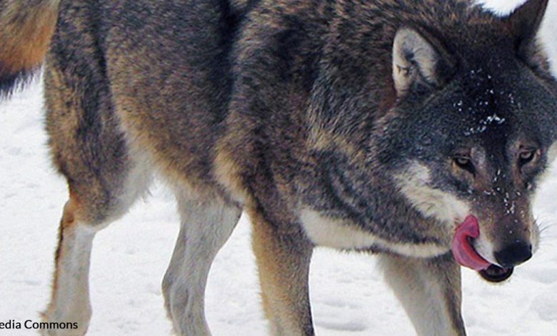 The Norwegian-Swedish Wolf is now extinct