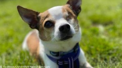 Single eyelid Chihuahua wants a home of its own to have vacations after spending the past year in a home