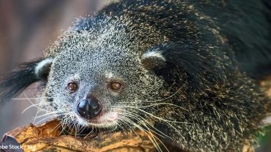 What We Don't Know About The Binturong Could Lead To It's Extinction