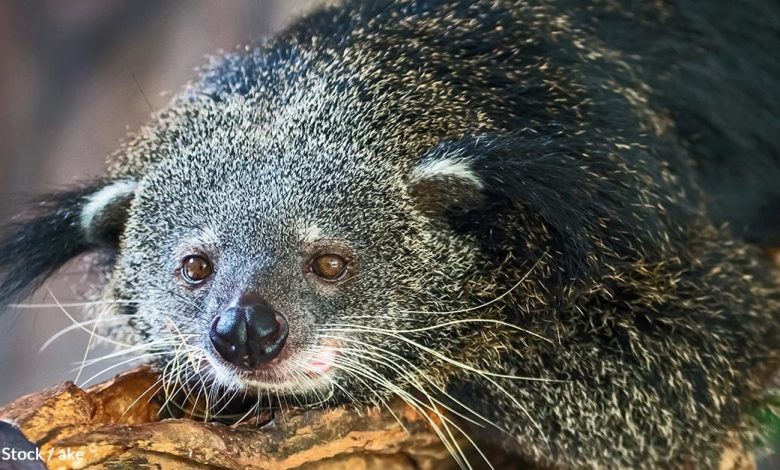 What We Don't Know About The Binturong Could Lead To It's Extinction