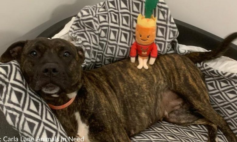 The animal shelter returns to the elves on the shelf to help the dog find an eternal home