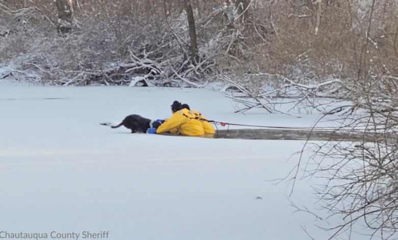New York Firefighter's Rescue Dog Stuck in a Frozen Pond