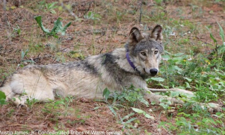 The beloved gray wolf who caused a stir while traveling through California is dead