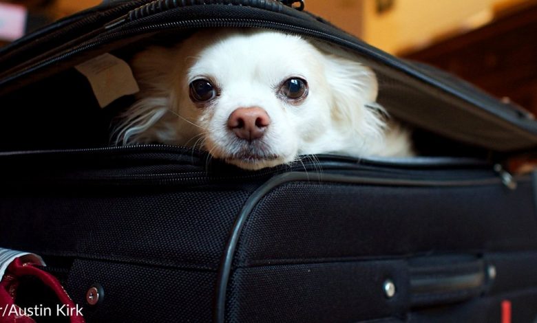 The woman couldn't provide vet records to fly with the dog so she abandoned him at the ticket counter
