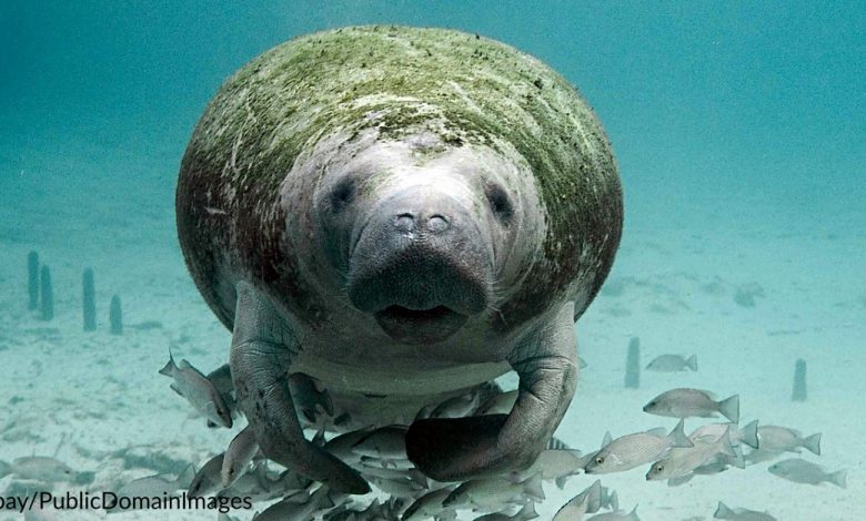 Wildlife officials Try new feeding approach to help save dying manatee population