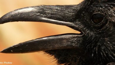 Students shocked when talking crow landed in their classroom to chat