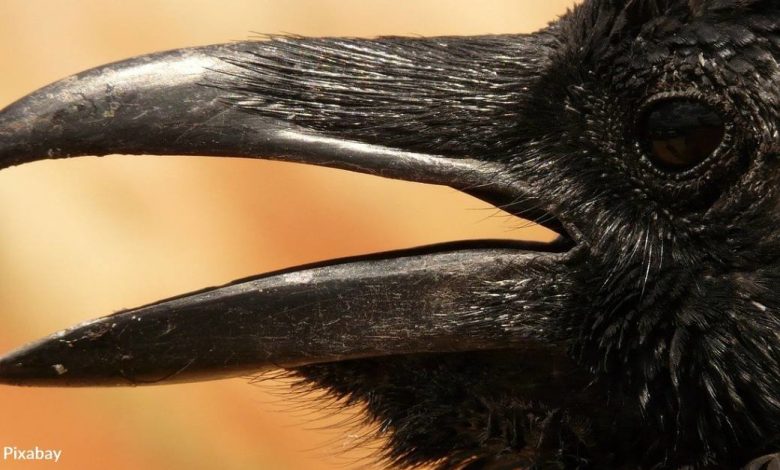Students shocked when talking crow landed in their classroom to chat