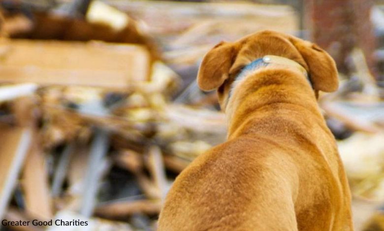 After Tornados razed her Kansas home, but miraculous dog Sally was the one who survived