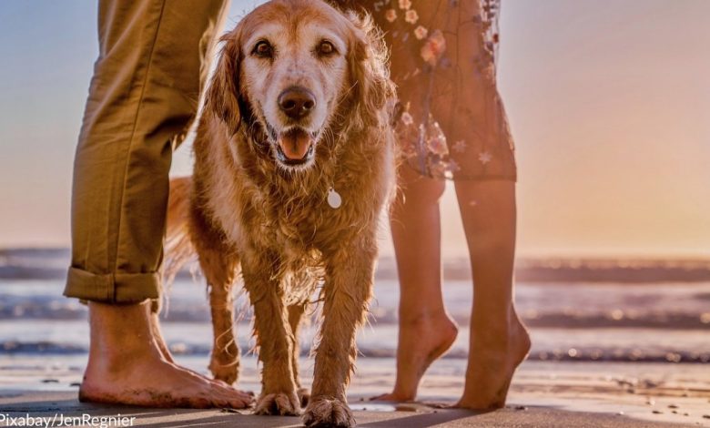 Golden Retriever gets rewarded when dad proposes to mom in viral video