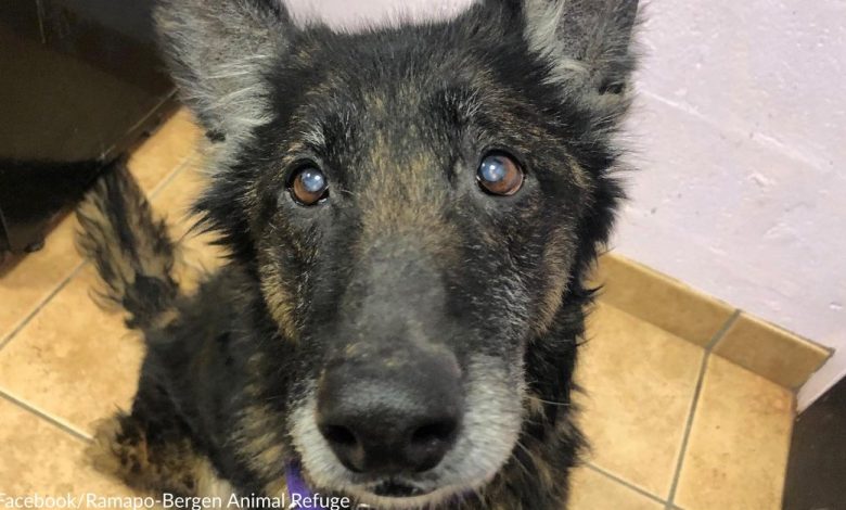 Terminally ill dog seeks loving home after spending life chained outside