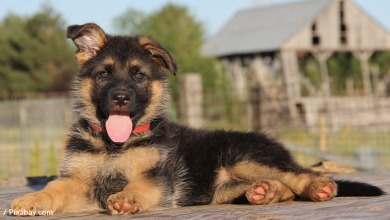 The German Shepherd's genetic status means it will forever be a puppy