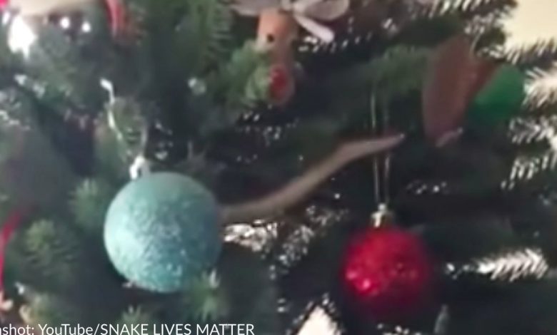 A family in South Africa found the most venomous snake in their Christmas tree
