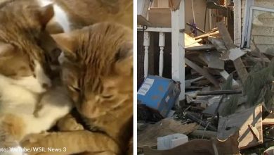 Kentucky woman searches for missing cat after tornado sweeps town