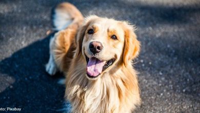 Beloved Marathon Dog, Spencer, Was Diagnosed With Terminal Cancer