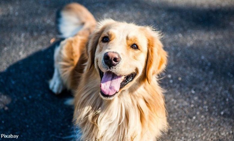 Beloved Marathon Dog, Spencer, Was Diagnosed With Terminal Cancer