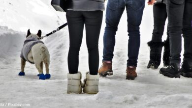 You could be fined more than $1,100 for walking your dog in certain areas of the UK