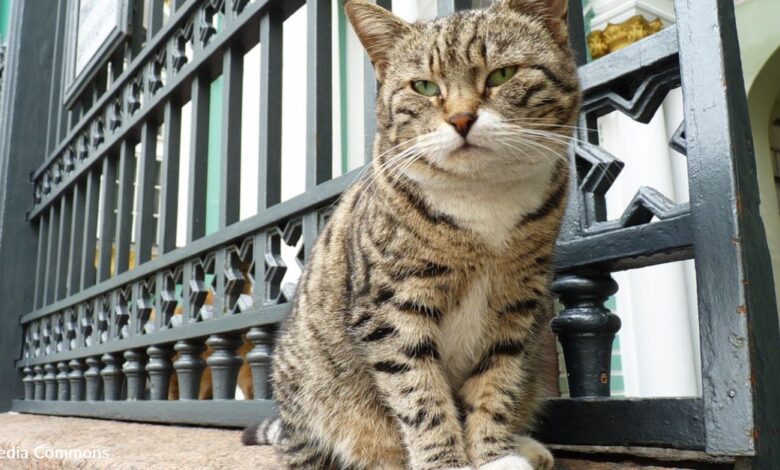 Meet the cats of the World Famous Hermitage Museum in Russia