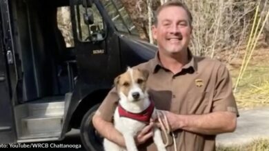 UPS driver finds woman's missing dog just in time for Christmas