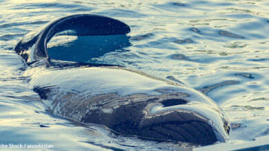 'The loneliest orca in the world' is still abandoned