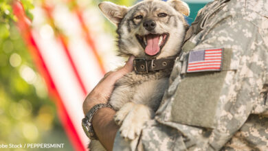 How breed restrictions separate military families