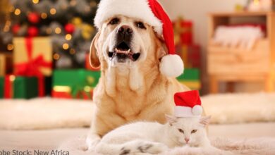 Discover your cat & dog's holiday elf names here