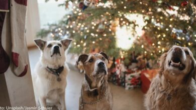 Dogs love to listen to Christmas music and even have favorite songs, survey results