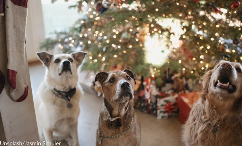 Dogs love to listen to Christmas music and even have favorite songs, survey results