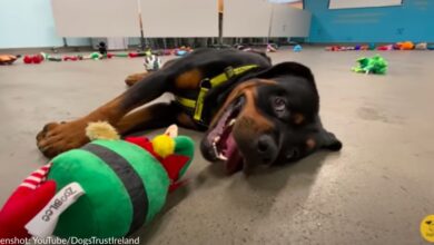 Shelter dogs can barely contain their excitement as they pick out their own toys for Christmas
