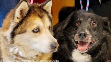 Captive senior dogs left behind at family shelters looking for a lovely holiday home