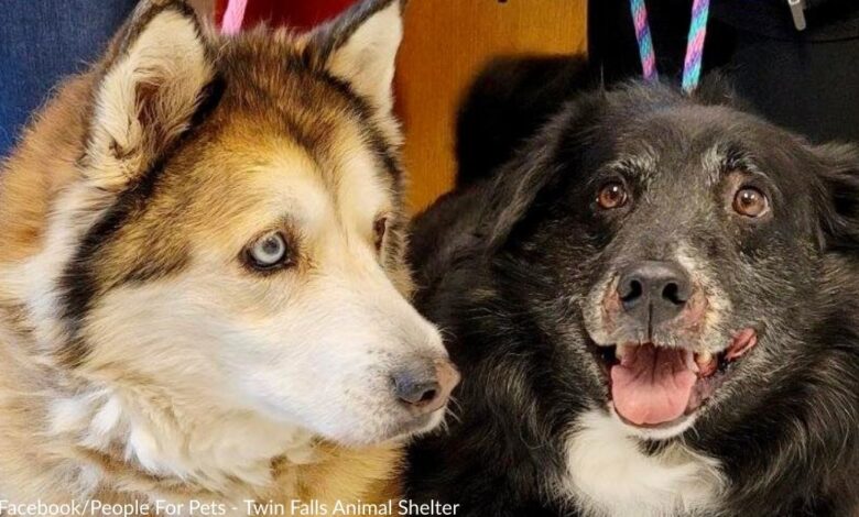 Captive senior dogs left behind at family shelters looking for a lovely holiday home