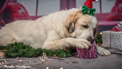 Watch rescue dogs choose their own Christmas presents