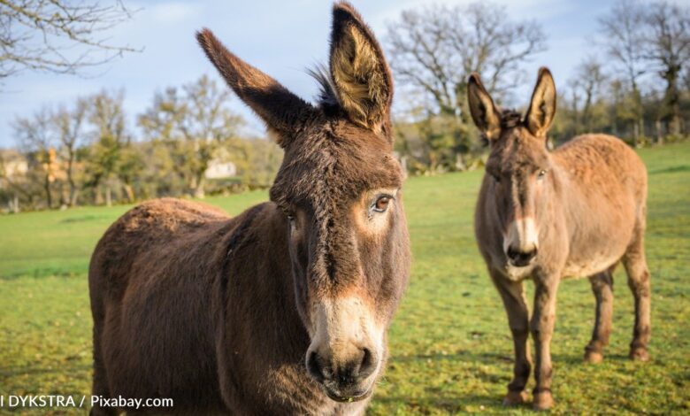Senior executives leave the corporate media world to rescue donkeys