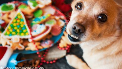 6 easy recipes for dogs for Christmas