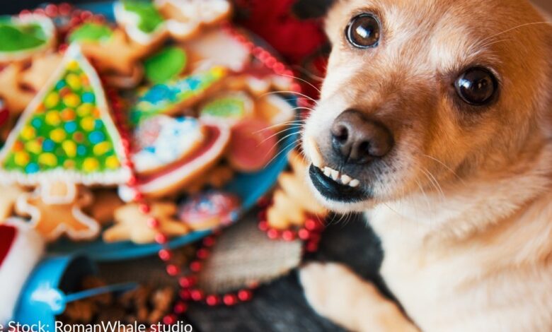 6 easy recipes for dogs for Christmas