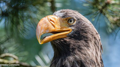 Great Asian eagle spends vacation 5,000 miles from home