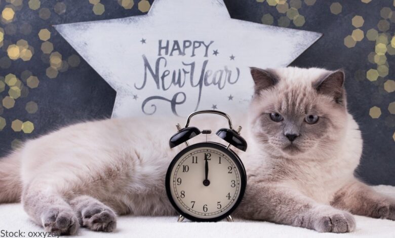 5 Resolutions of the Year Pet Inspired News