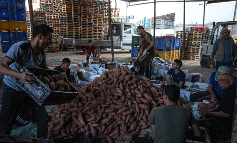 Biblical remains from farming in Israel may benefit the growers of Gaza.  They are waiting: NPR