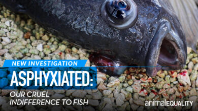 Asphyxiation: Cruel disregard for fish in Mexico's aquaculture industry |  Animal equality