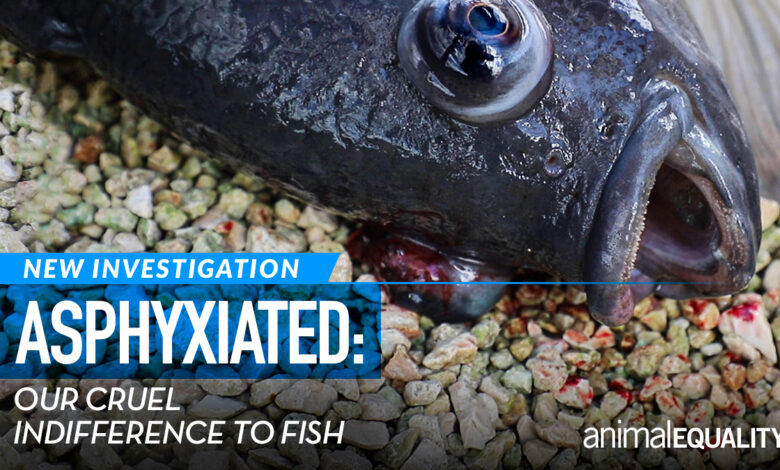 Asphyxiation: Cruel disregard for fish in Mexico's aquaculture industry |  Animal equality