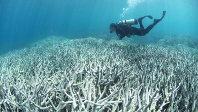 Great Barrier Reef Warming, Coral Bleaching Driven by Forced Cloud Radiation, Not Humans - Is It Emerging For That?