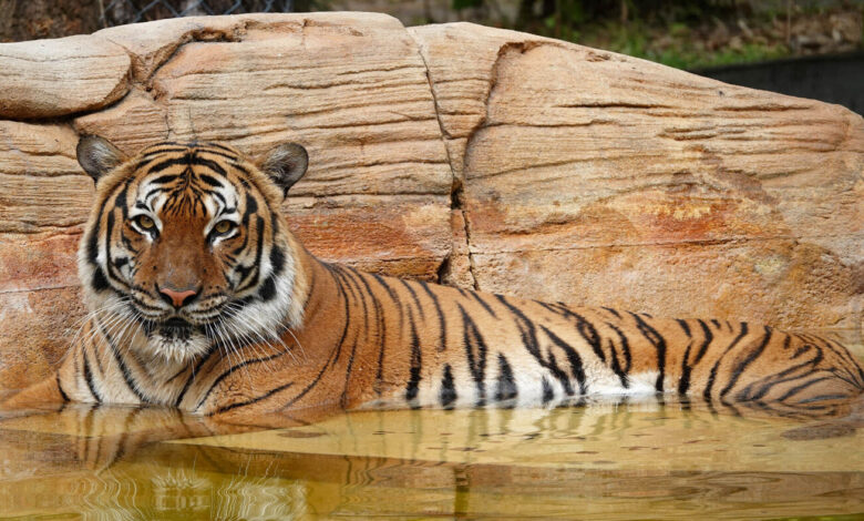 Endangered tiger shot dead by police at Florida zoo after attack: NPR